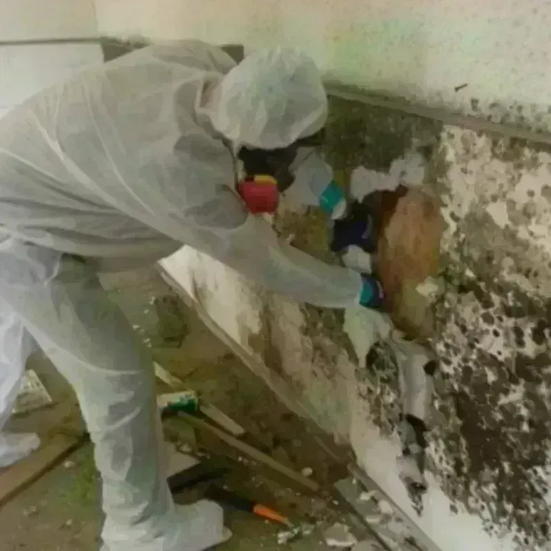 Mold Remediation and Removal in Burley, WA